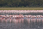 colonyof lesser flamingos